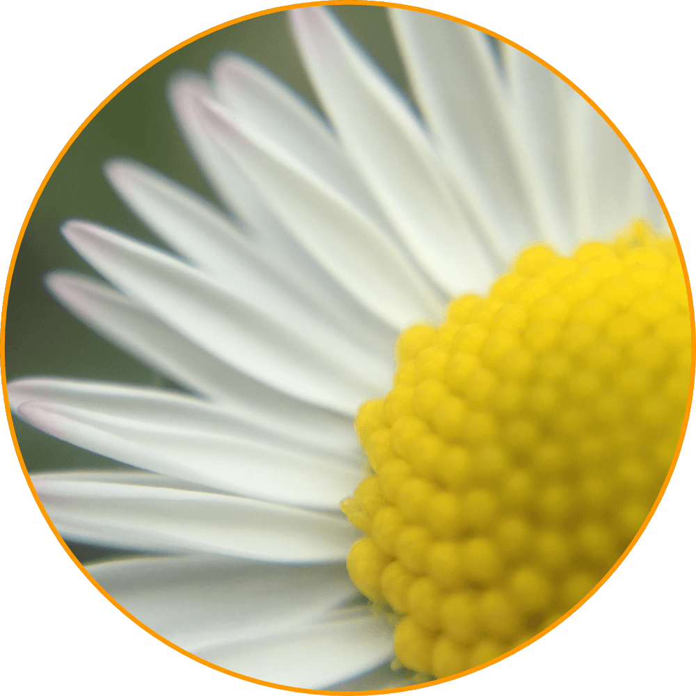 Gänseblümchen